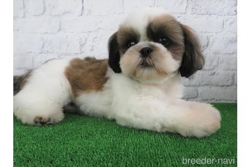 成約済の大阪府のシーズー-144203の5枚目