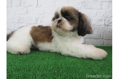 成約済の大阪府のシーズー-144203の4枚目