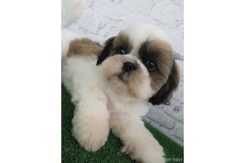 成約済の大阪府のシーズー-144203