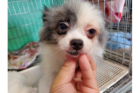 成約済の愛知県のポメラニアン-152022の10枚目