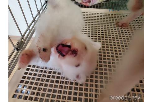 成約済の愛知県のポメラニアン-152022の9枚目