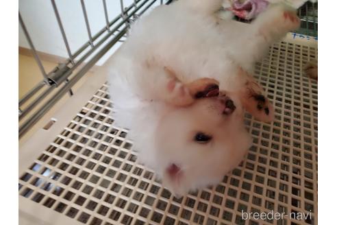 成約済の愛知県のポメラニアン-152022の8枚目