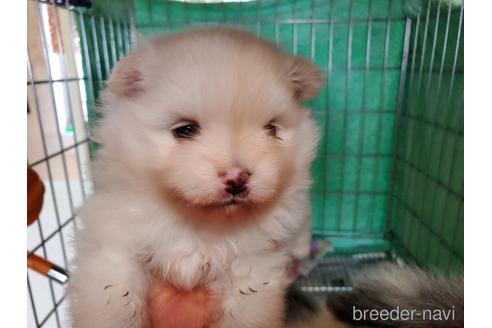 成約済の愛知県のポメラニアン-152022の7枚目