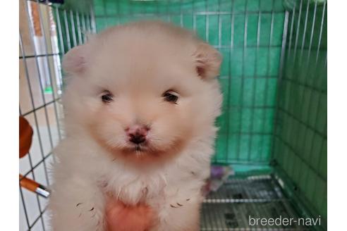 成約済の愛知県のポメラニアン-152022の6枚目