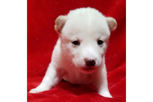成約済の北海道の柴犬-152026