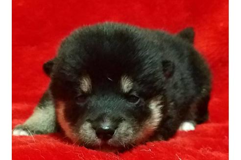 成約済の北海道の柴犬-152028