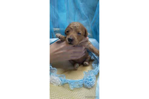 成約済の埼玉県のトイプードル-151408の43枚目