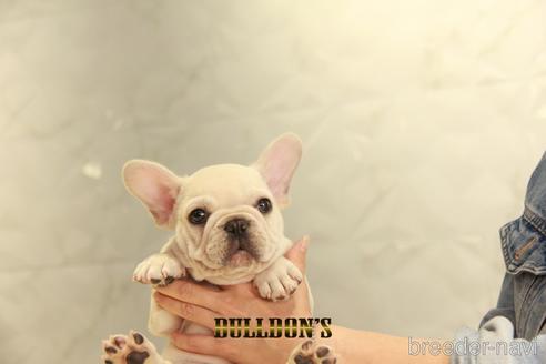成約済の東京都のフレンチブルドッグ-152048の1枚目