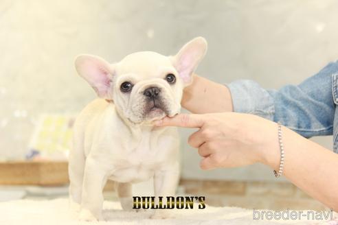 成約済の東京都のフレンチブルドッグ-152048の4枚目