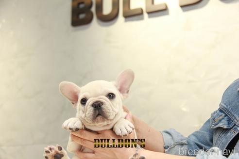 成約済の東京都のフレンチブルドッグ-152048の3枚目