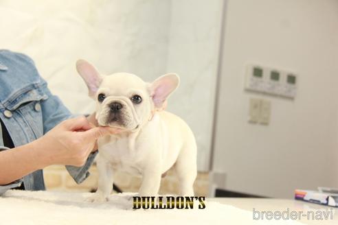 成約済の東京都のフレンチブルドッグ-152048の2枚目