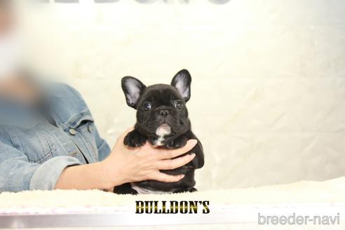 成約済の東京都のフレンチブルドッグ-152049の1枚目