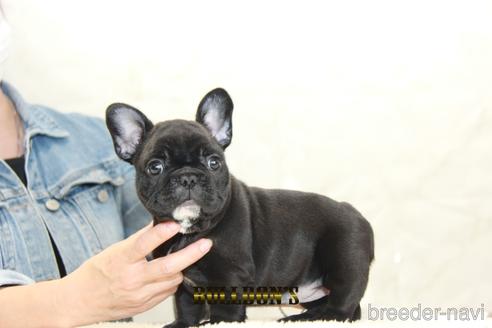 成約済の東京都のフレンチブルドッグ-152049の6枚目
