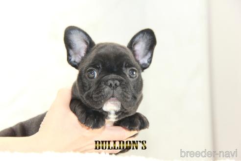 成約済の東京都のフレンチブルドッグ-152049の5枚目