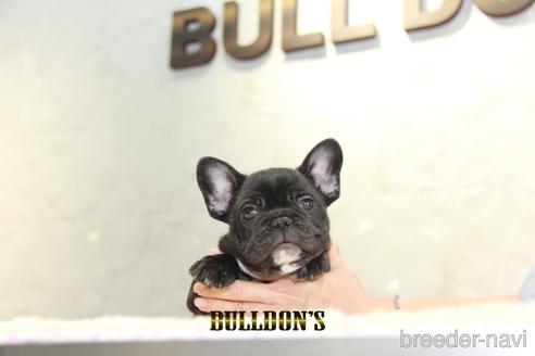 成約済の東京都のフレンチブルドッグ-152050の1枚目