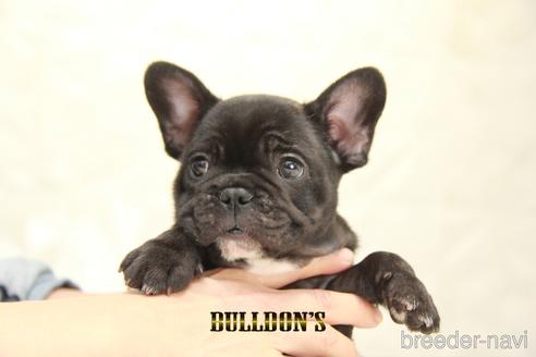 成約済の東京都のフレンチブルドッグ-152050の5枚目