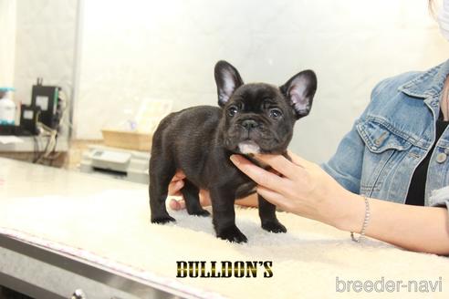 成約済の東京都のフレンチブルドッグ-152050の4枚目