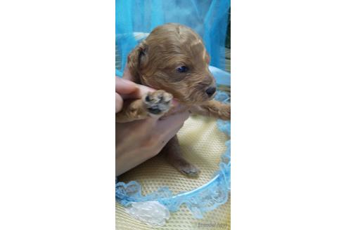 成約済の埼玉県のトイプードル-151406の73枚目