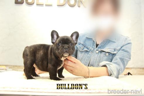 成約済の東京都のフレンチブルドッグ-152052の6枚目