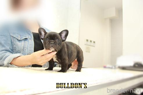 成約済の東京都のフレンチブルドッグ-152052の4枚目