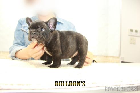 成約済の東京都のフレンチブルドッグ-152052の3枚目