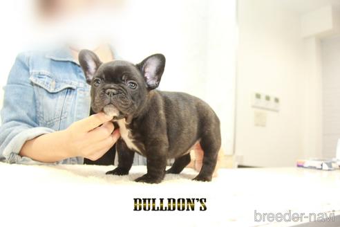 成約済の東京都のフレンチブルドッグ-152052の2枚目