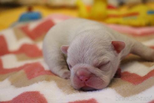 成約済の愛知県のフレンチブルドッグ-151896の36枚目