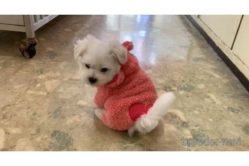 成約済の東京都のマルチーズ-152087の3枚目