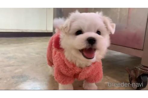 成約済の東京都のマルチーズ-152087の1枚目