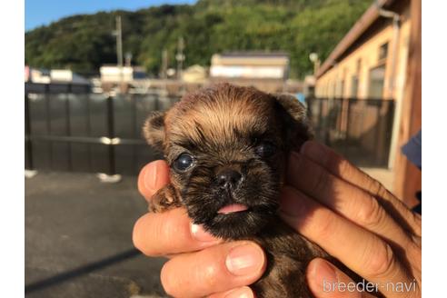 成約済の山口県のブリュッセルグリフォン-150271の3枚目