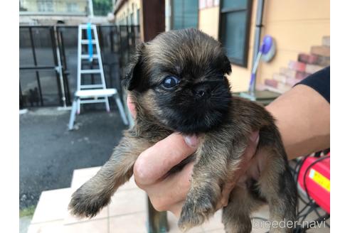 成約済の山口県のブリュッセルグリフォン-150269の1枚目