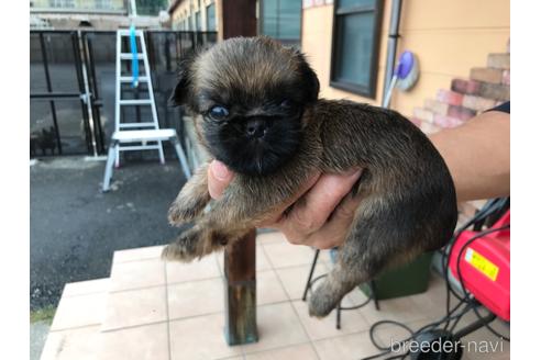 成約済の山口県のブリュッセルグリフォン-150269の5枚目