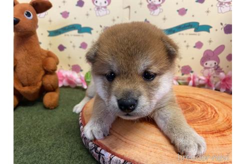 成約済の栃木県の柴犬-152098の9枚目