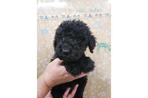栃木県でスタンダードプードルの子犬を探す ブリーダーナビ 栃木県でスタンダードプードルの子犬を探す ブリーダーナビ