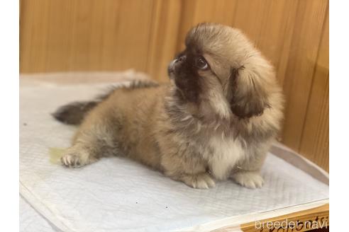 成約済の香川県のペキニーズ-145860の3枚目