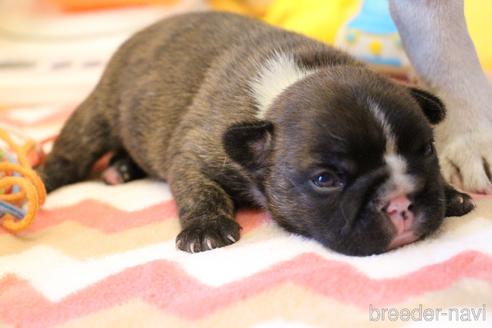 成約済の愛知県のフレンチブルドッグ-150376の45枚目