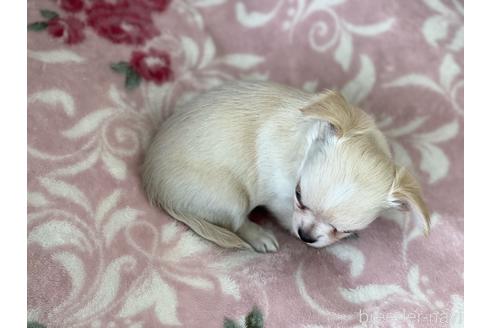 成約済の香川県のチワワ(ロングコート)-149247の3枚目