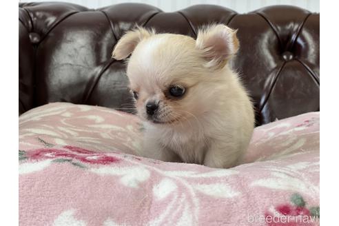 成約済の香川県のチワワ(ロングコート)-148610の5枚目