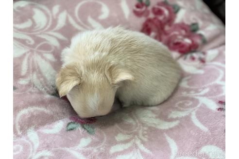 成約済の香川県のチワワ(ロングコート)-148610の3枚目