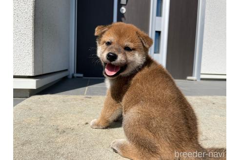 成約済の岡山県の柴犬-150038の1枚目