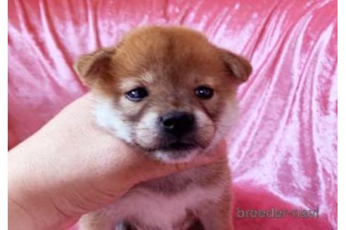 成約済の大阪府の柴犬-152199の5枚目