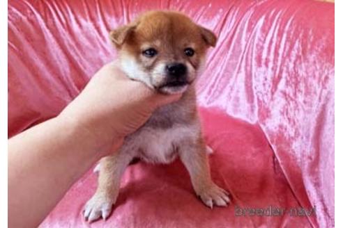 成約済の大阪府の柴犬-152199の1枚目