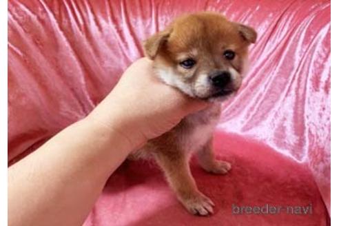 成約済の大阪府の柴犬-152199の4枚目
