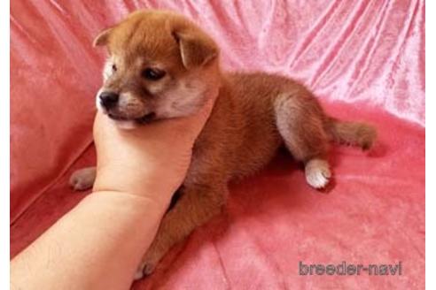 成約済の大阪府の柴犬-152199の3枚目