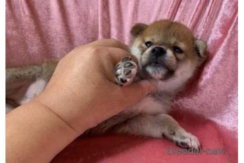 成約済の大阪府の柴犬-152199の2枚目