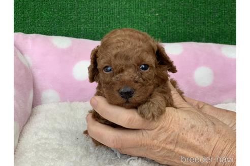 成約済の福岡県のタイニープードル-152201の1枚目