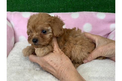 成約済の福岡県のトイプードル-152204の2枚目