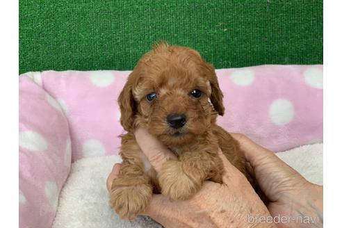 成約済の福岡県のトイプードル-152205の1枚目