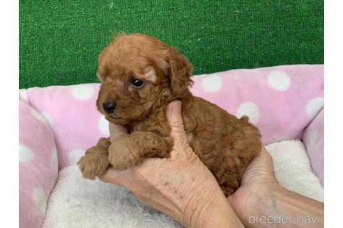 成約済の福岡県のトイプードル-152205の2枚目