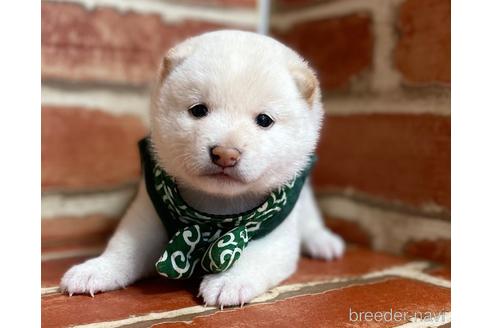 成約済の福岡県の豆柴-152217の7枚目